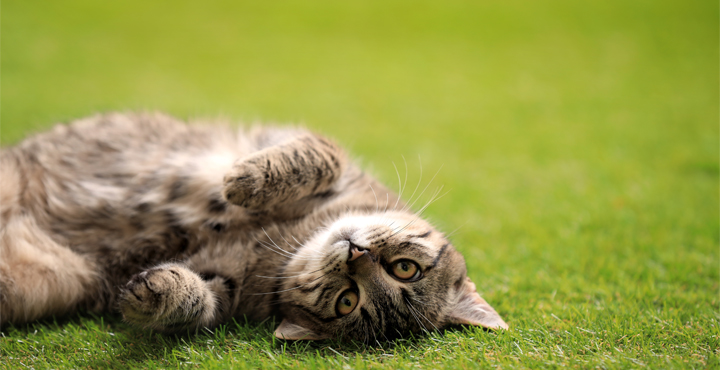 jouer-avec-un-chat-plus-age.jpg