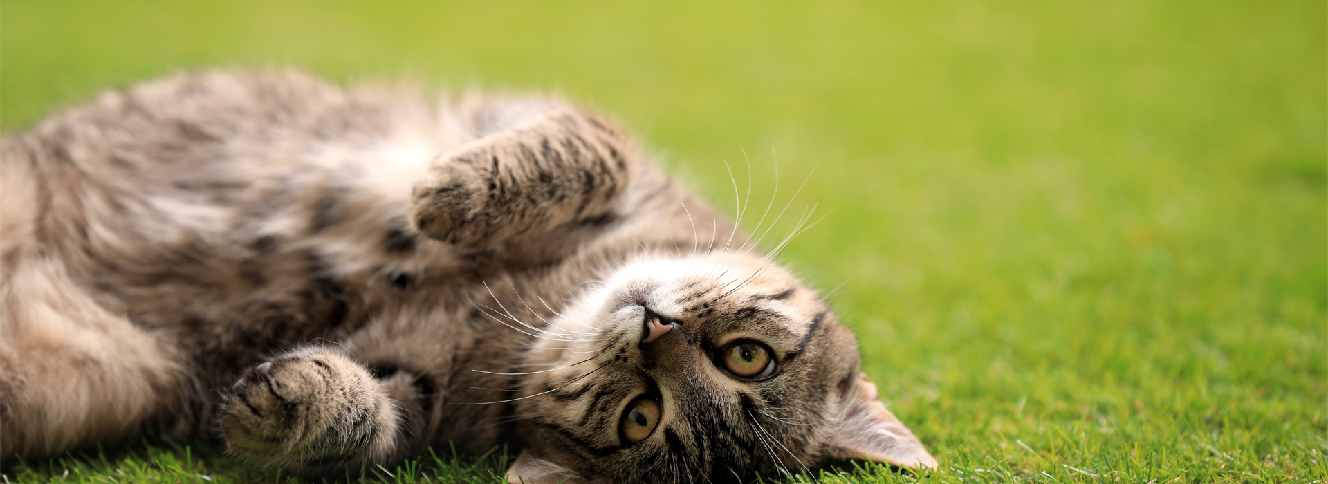 jouer-avec-un-chat-plus-age.jpg