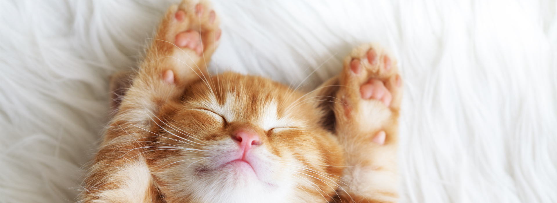 langage-corporel-du-Chaton.jpg