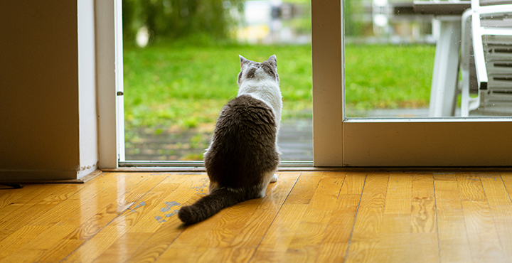 le-chat-et-la-petite-faune-sauvage.jpg