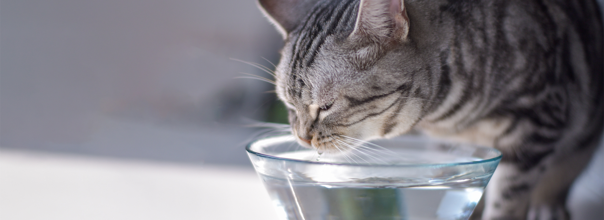 le-chat-et-leau.jpg