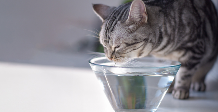 le-chat-et-leau.jpg