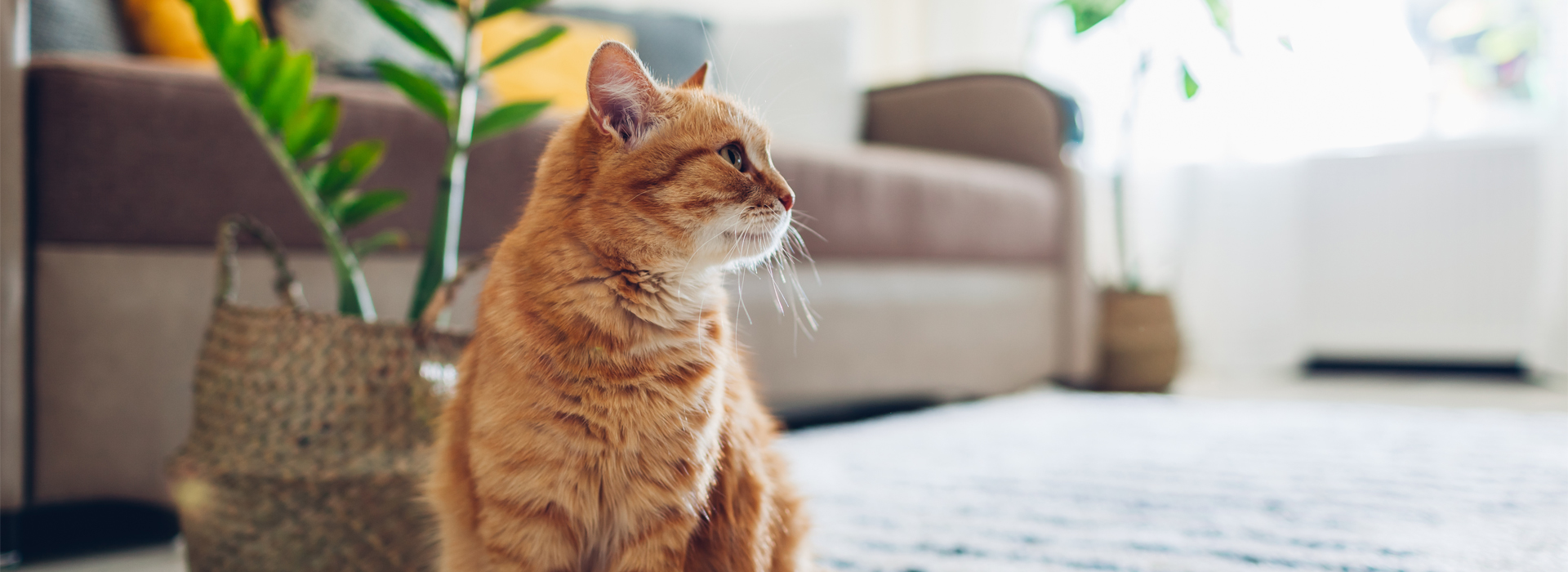 mon-chat-deteriore-mes-plantes-dinterieur.jpg
