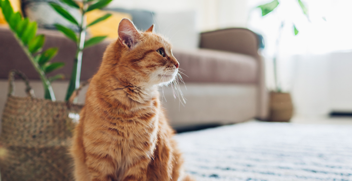 mon-chat-deteriore-mes-plantes-dinterieur.jpg