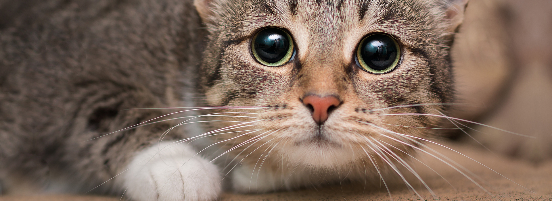 mon-chat-est-tres-craintif-comment-y-remedier.jpg