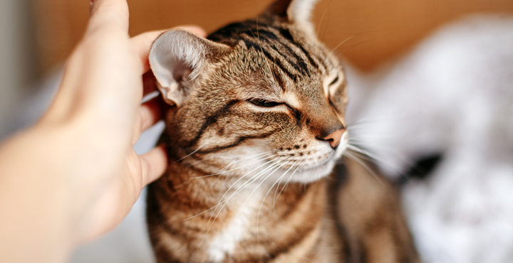 mon-chat-nest-pas-calin-que-faire.jpg