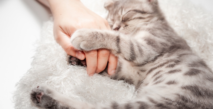 mon-chat-tete-comme-un-bebe-pourquoi.jpg