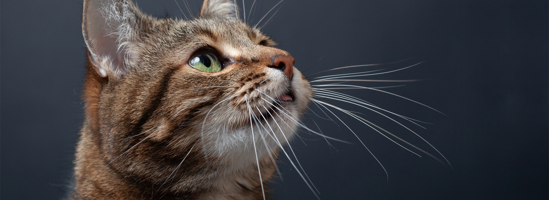 moustaches-de-chat-rien-nechappe-aux-moustaches.jpg