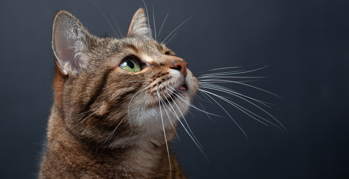 moustaches-de-chat-rien-nechappe-aux-moustaches.jpg