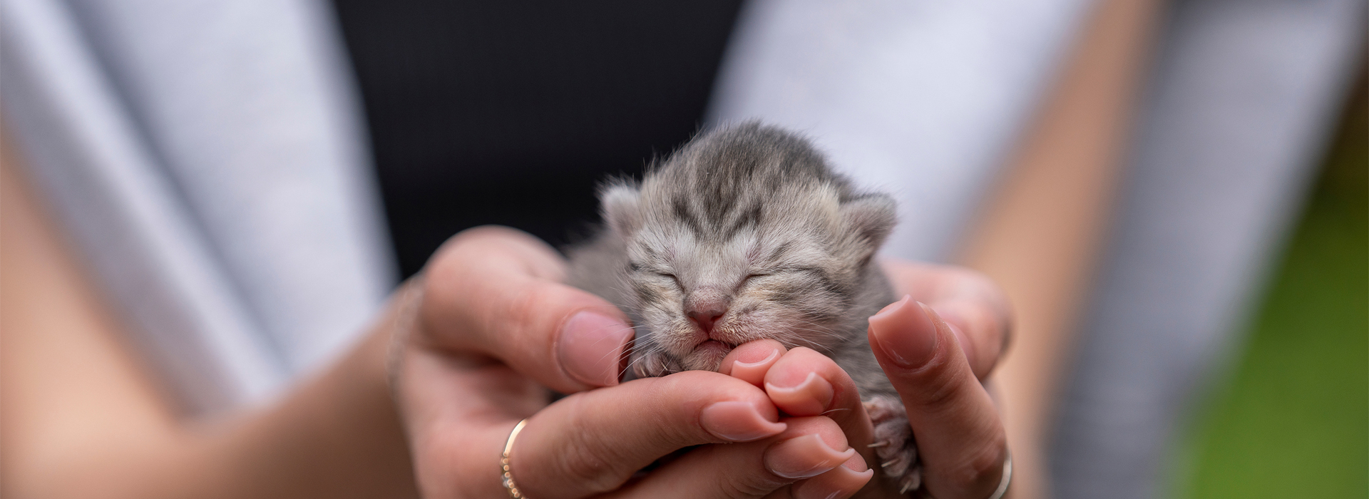naissance-du-Chaton.jpg