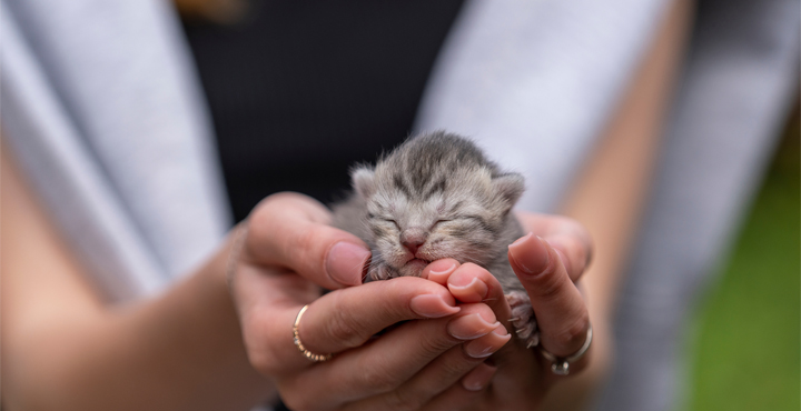 naissance-du-Chaton.jpg