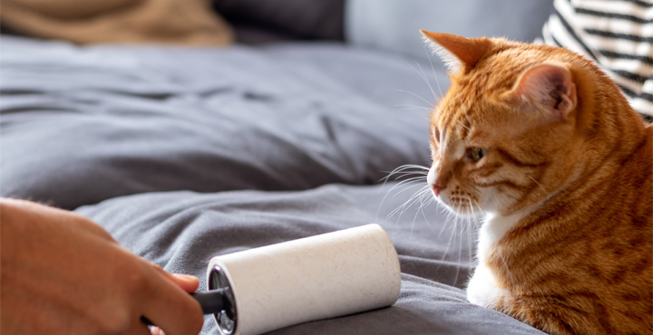 trucs-et-astuces-contre-pipis-et-poils-de-chat.jpg