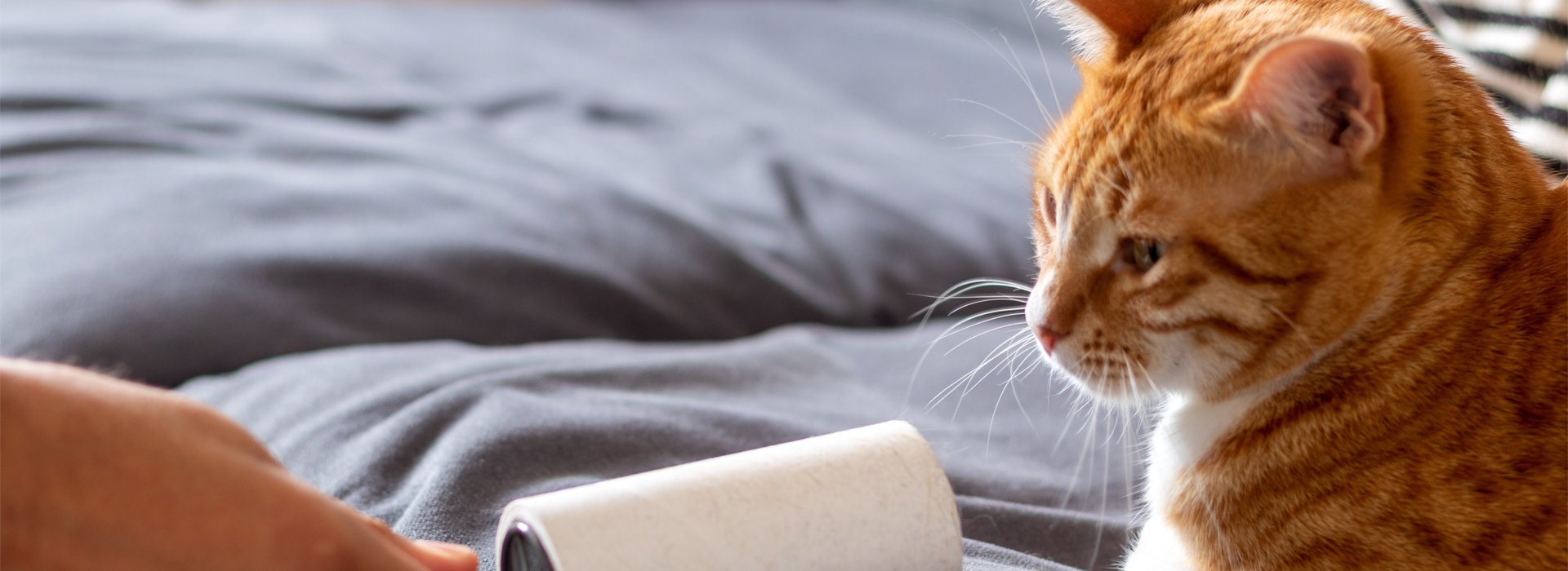 trucs-et-astuces-contre-pipis-et-poils-de-chat.jpg