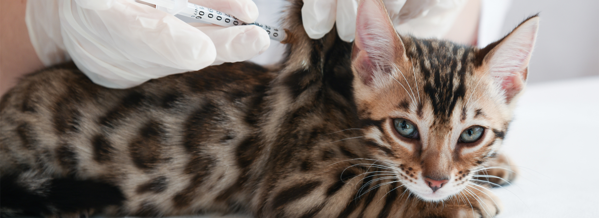 vacciner-votre-chat-soins-obligatoires-et-preventifs.jpg