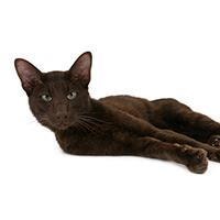 large_le-havana-brown-636693336371214995.jpg