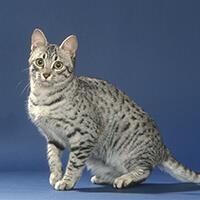 large_le-mau-egyptien-636693335439999995.jpg