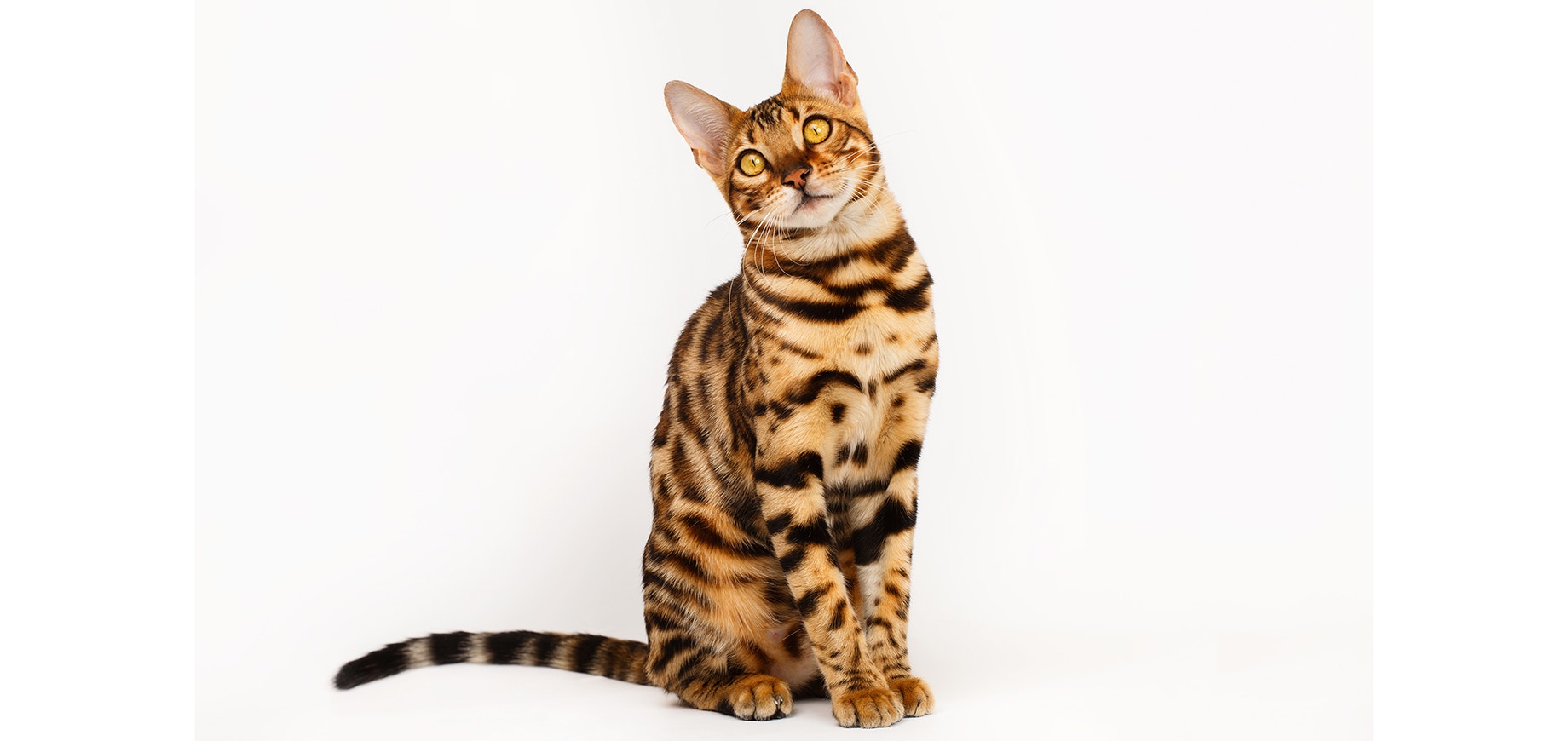 Bengal.jpeg
