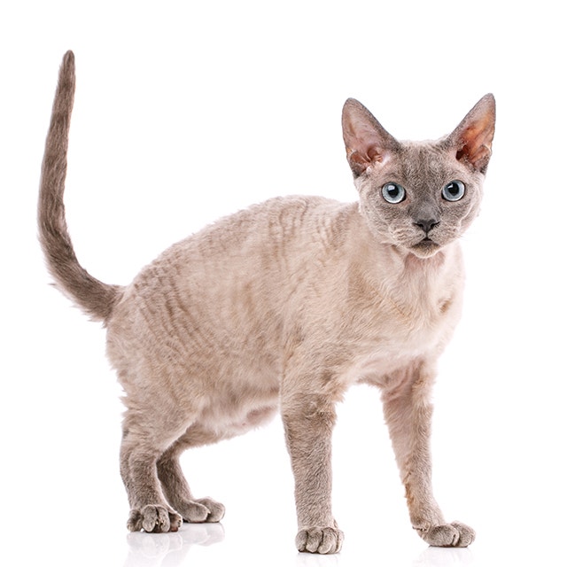 Devon Rex.jpeg