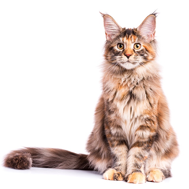 Maine Coon.jpeg