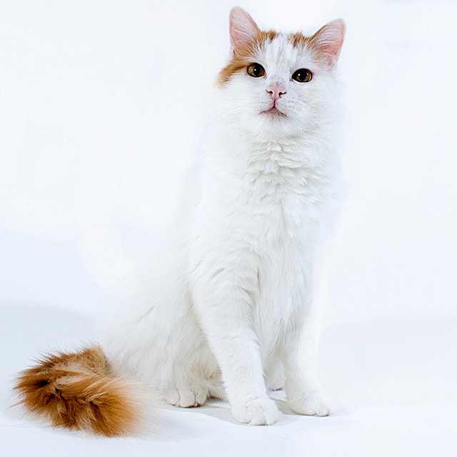 Turkish Van.jpg