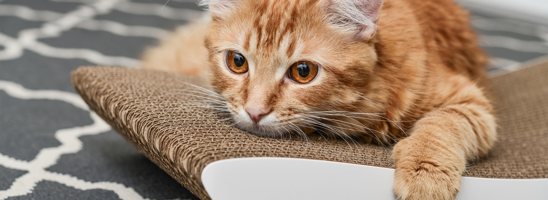 Le stress chez le chat : symptômes, causes et solutions