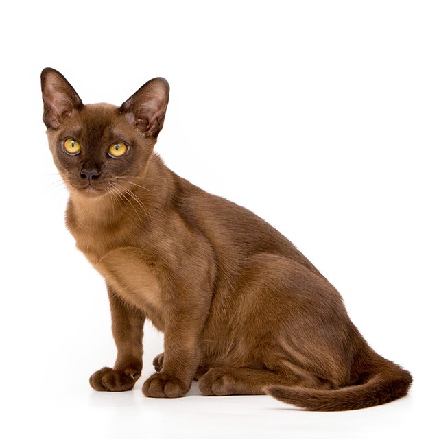 Burmese