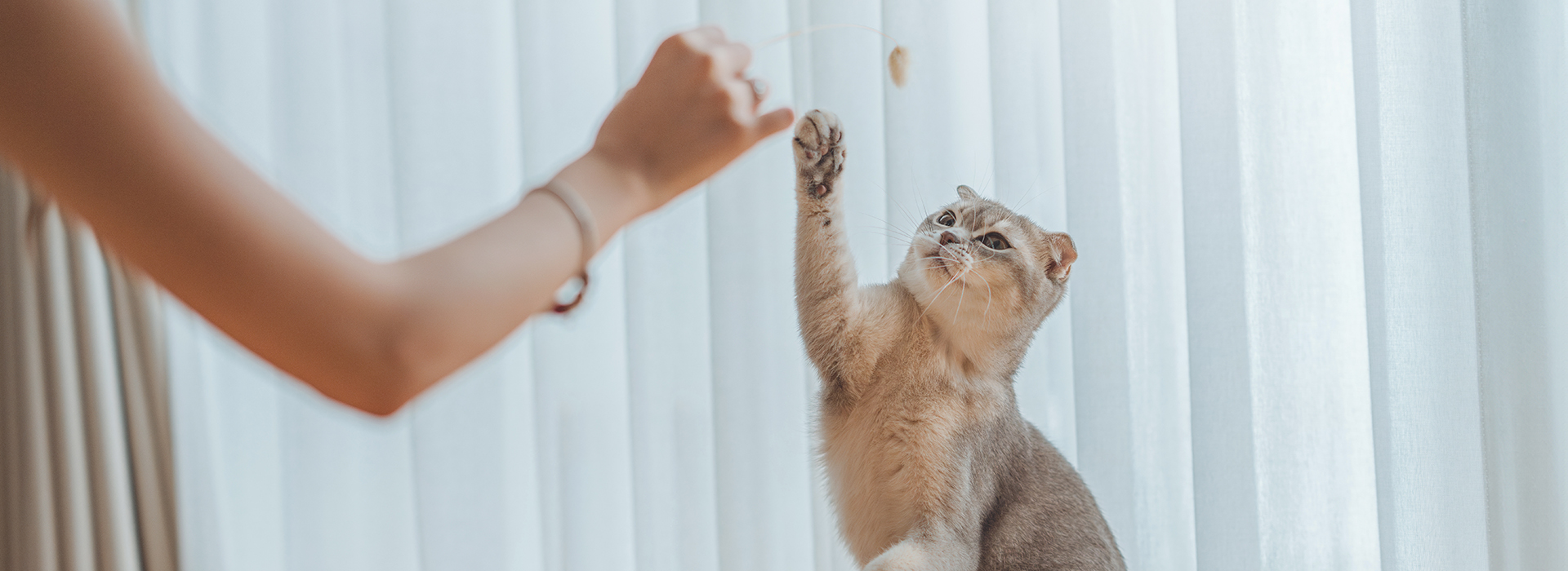 Chat brun clair assis sur le sol, levant la patte pour jouer avec un jouet tenu par une personne.