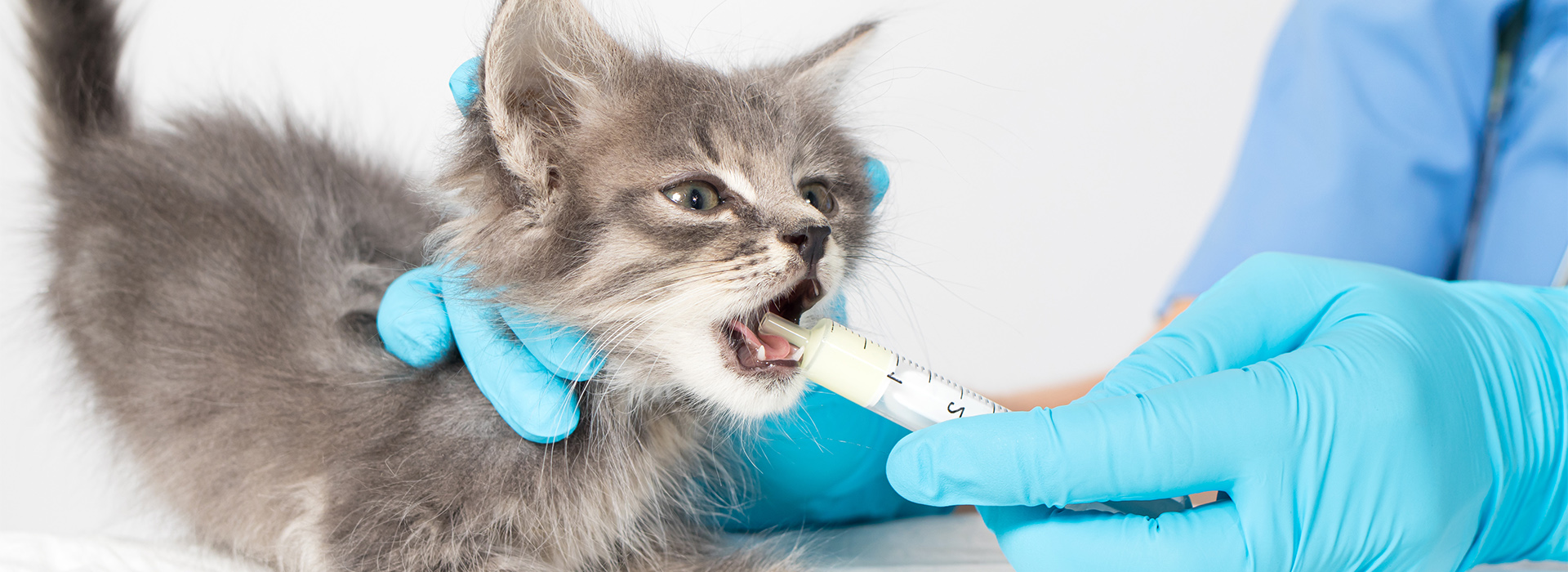 vermifuge chaton