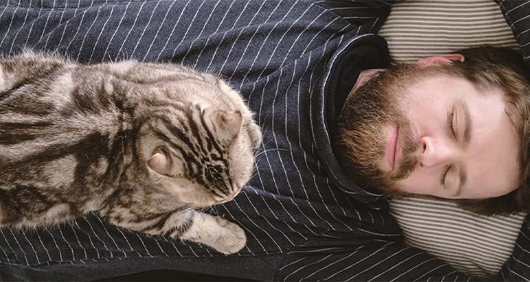 Chat dormant sur son propriétaire