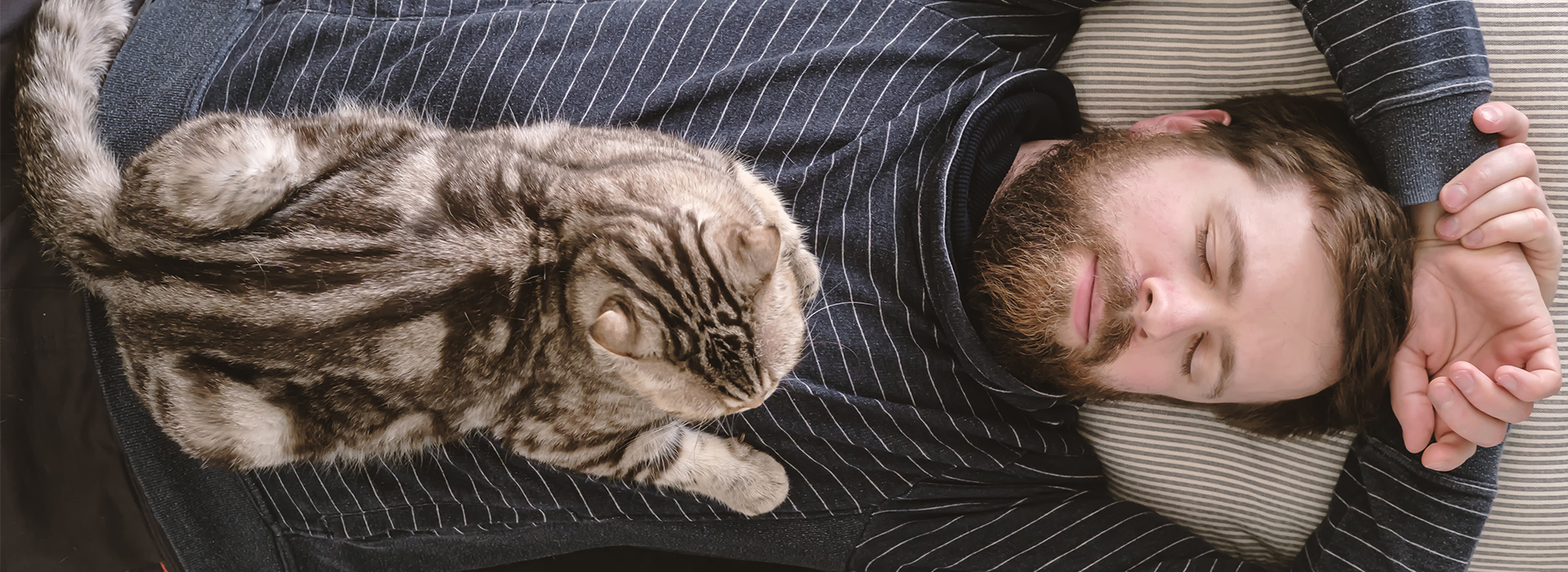 Chat dormant sur son propriétaire