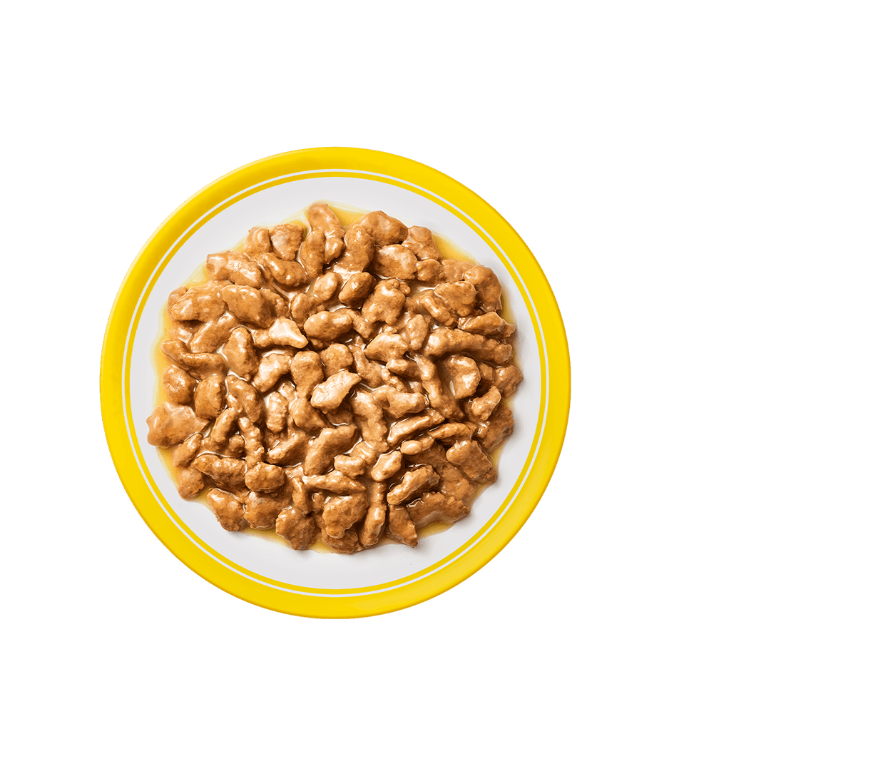 kitten nutrition