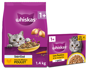 Chats 1 an et +