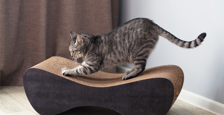 griffoir-pour-chat-quel-griffoir-pour-mon-chat.jpg