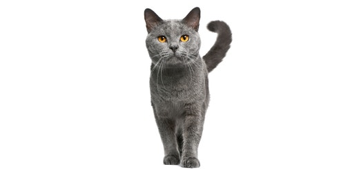 Chartreux.jpeg
