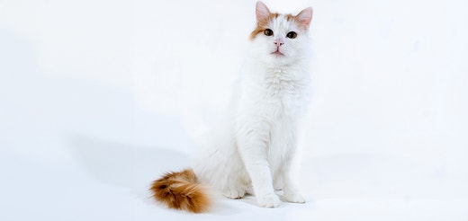 Turkish Van.jpg