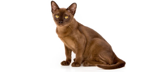 Burmese