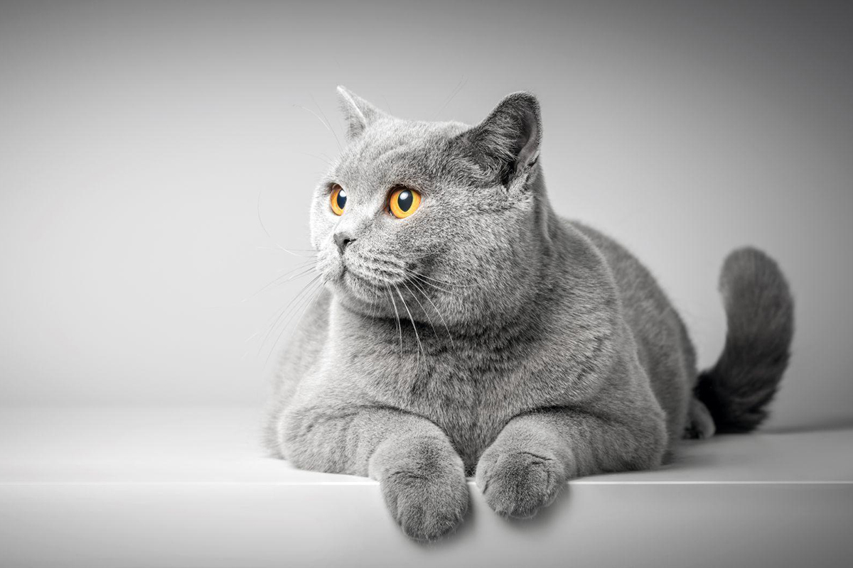 Chat britannique à poil court couché