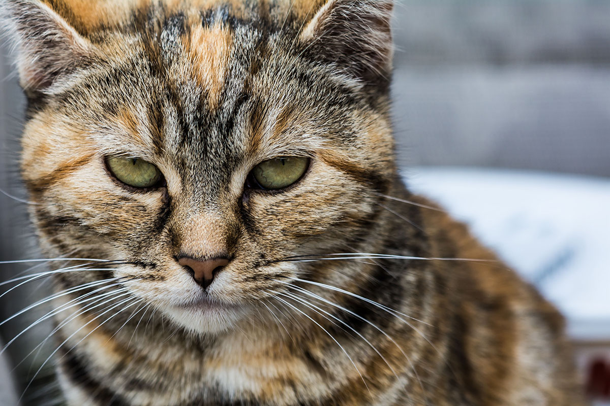 Un chat Manx au pelage tigré et aux yeux verts.