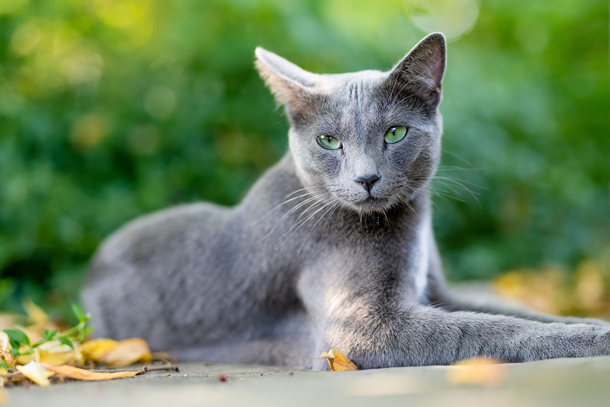 Bleu russe