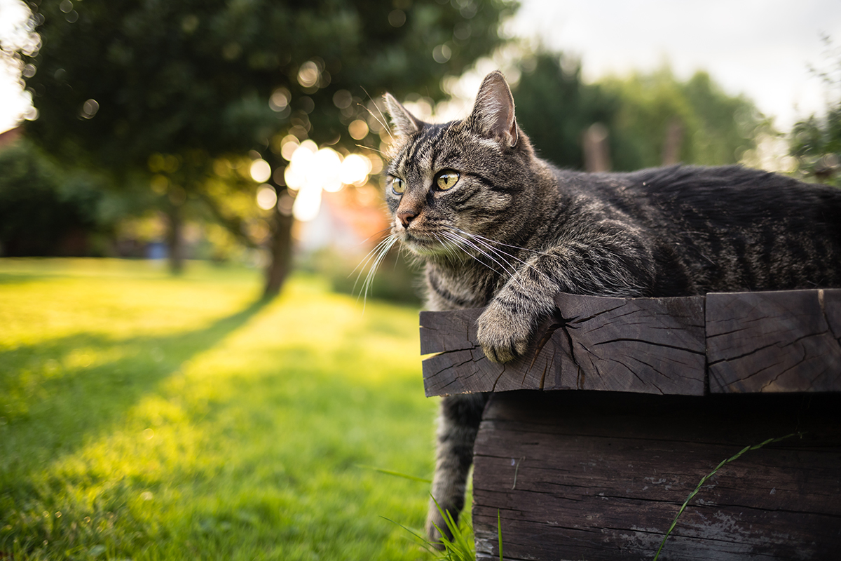 Chat européen brun à poil court couché à l'extérieur sur un banc en bois