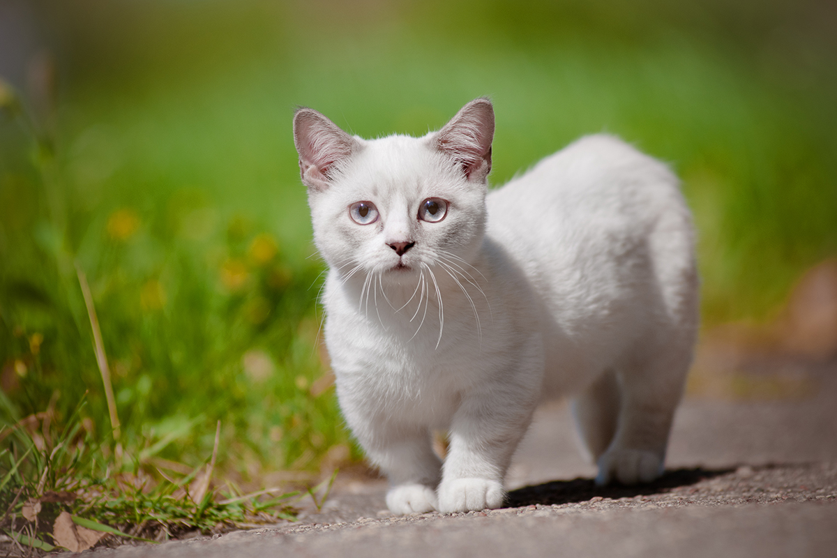 Chat britannique à poil court couché